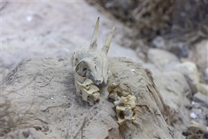 Image description is not available for 2011.9.6